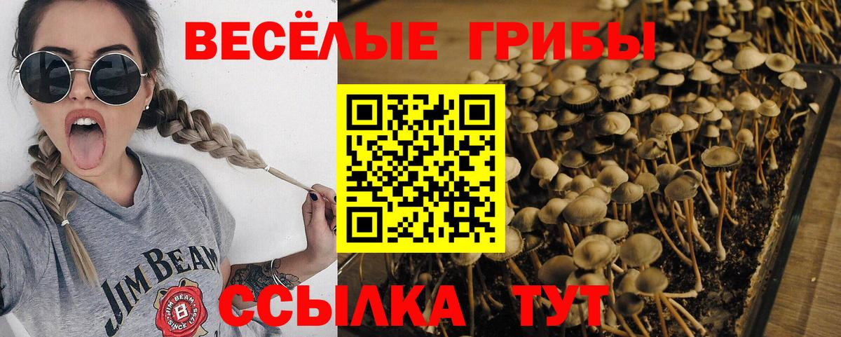 Псилоцибиновые грибы мицелий Соль-Илецк